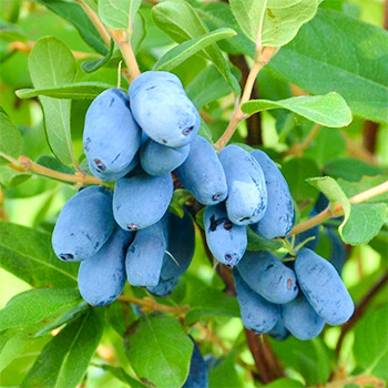 Жимолость съедобная