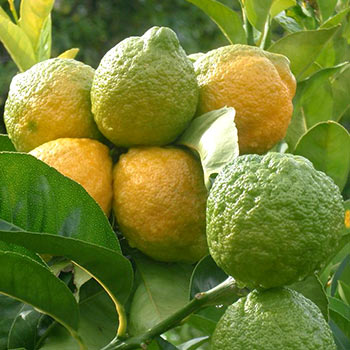 Каффир