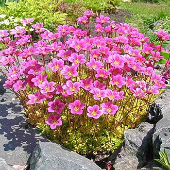 Камнеломка