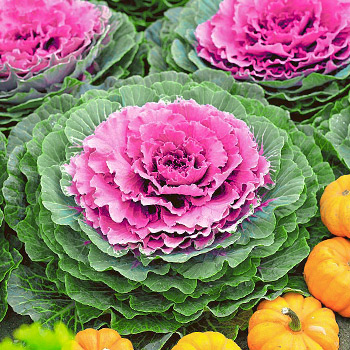 Капуста декоративная
