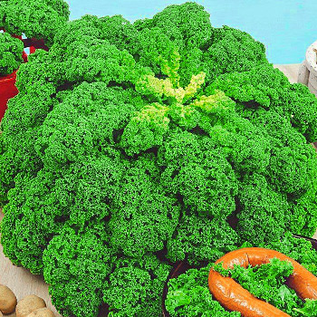 Капуста листовая (кале)