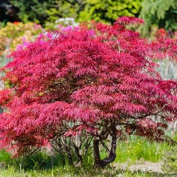 Клен пальмолистный