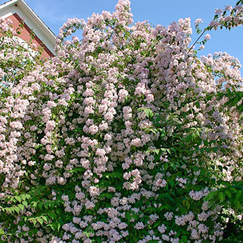 Кольквиция