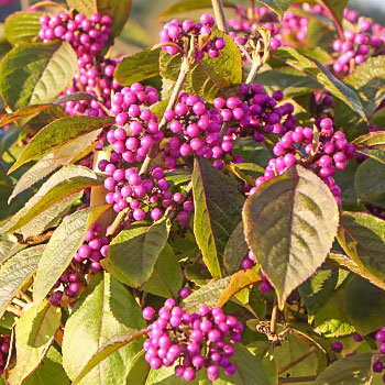 Красивоплодник