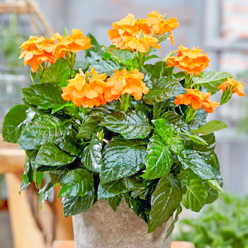 Кроссандра