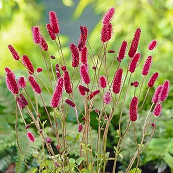 Кровохлебка