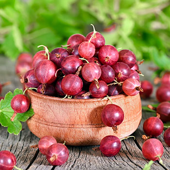 Крыжовник бесшипный