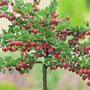 Крыжовник на штамбе