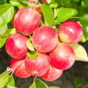Яблоня летние сорта