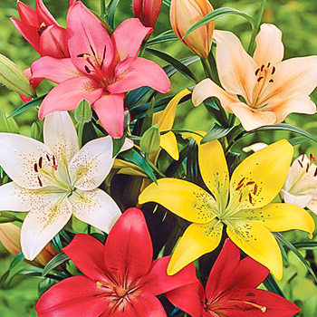 Лилия азиатская