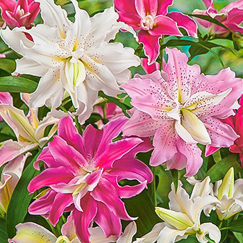 Лилия-дерево