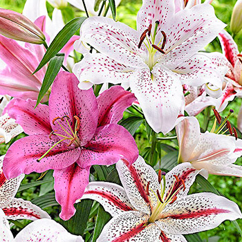 Лилия тигровая