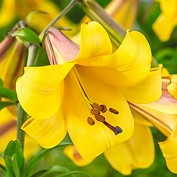 Лилия трубчатая