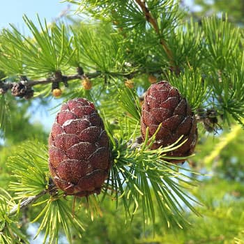 Лиственница