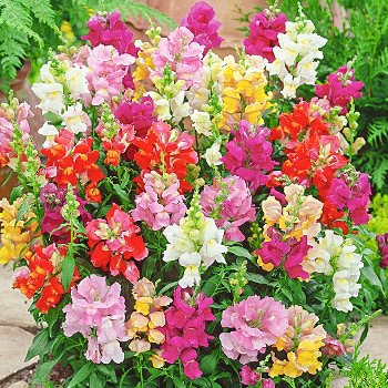 Львиный зев (антирринум)