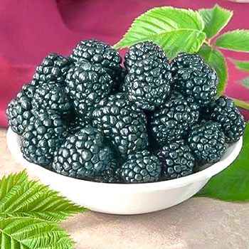 Малина черная