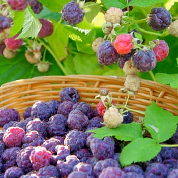 Малина фиолетовая