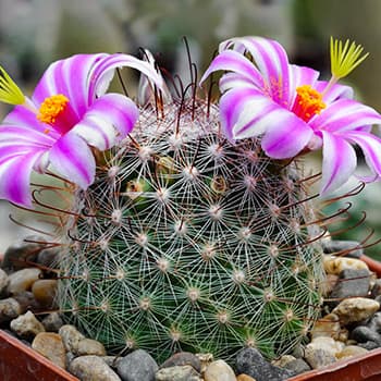 Маммиллярия