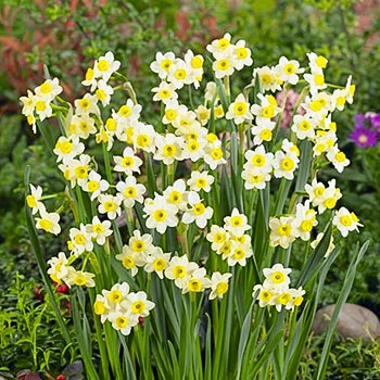 Нарцисс мини