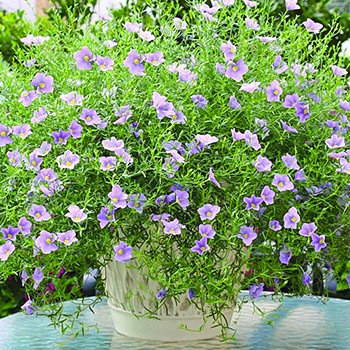 Ниренбергия