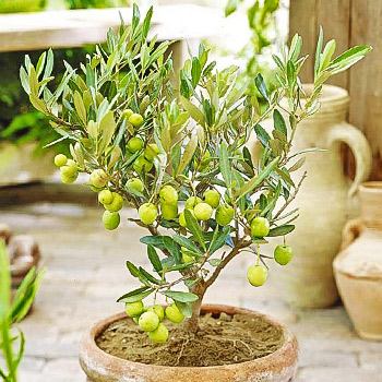 Оливковое дерево