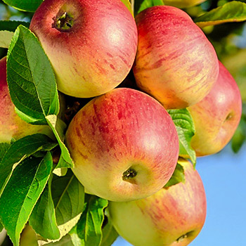 Яблоня осенние сорта