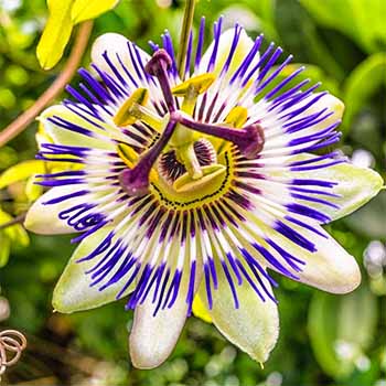 Пассифлора
