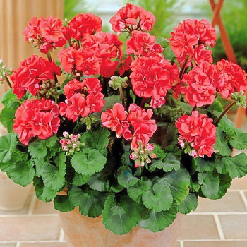 Пеларгония зональная