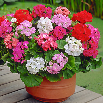 Пеларгония