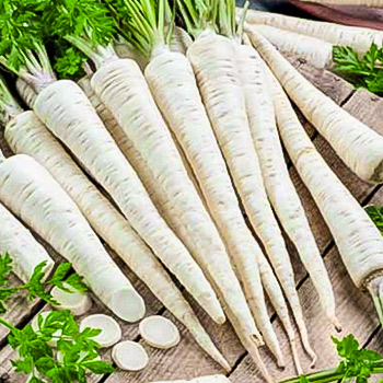 Петрушка корневая