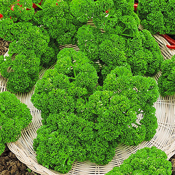 Петрушка кудрявая