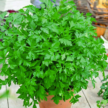 Петрушка листовая