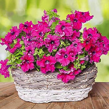 Петуния бахромчатая (фриллитуния)