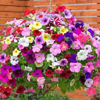 Петуния крупноцветковая (грандифлора)