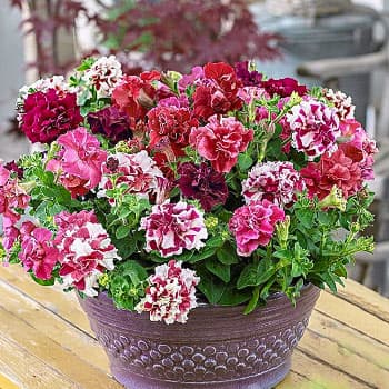 Петуния многоцветковая (мультифлора)