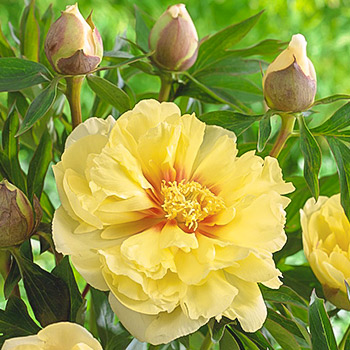 Пион (Ито-гибрид)