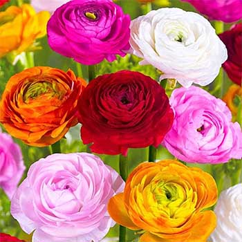 Ранункулюсы