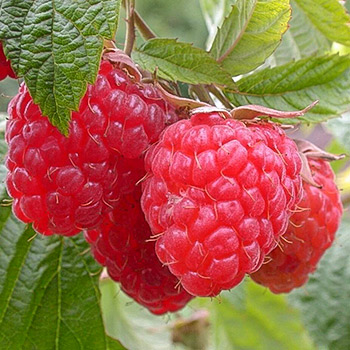 Малина ремонтантная