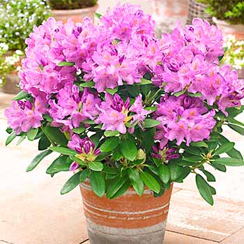 Рододендрон