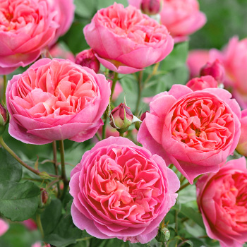 Розы английские