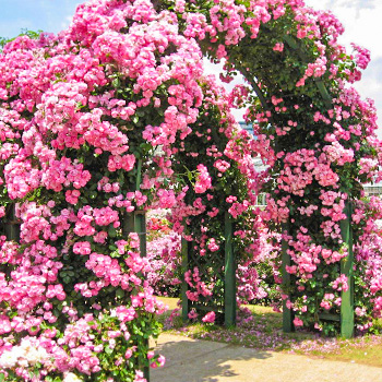 Розы плетистые