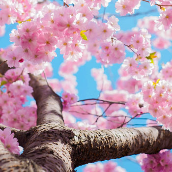 Сакура (вишня декоративная)