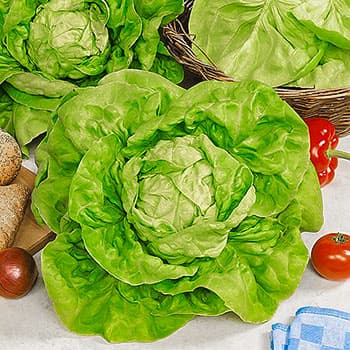 Салат кочанный