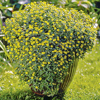 Санвиталия