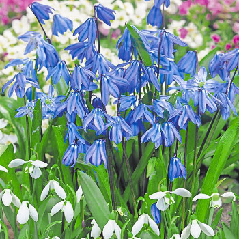 Сцилла (пролеска)