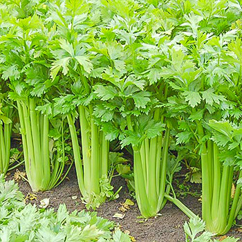 Сельдерей листовой