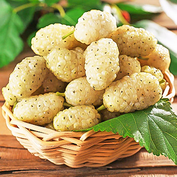 Шелковица
