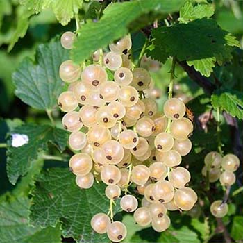 Смородина белая