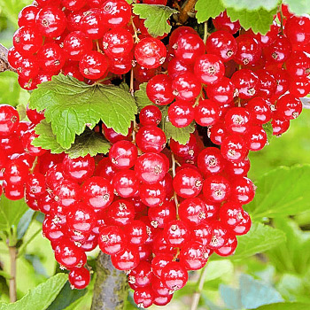 Смородина красная