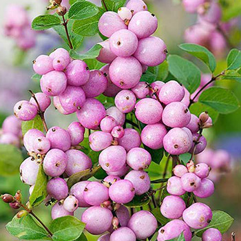 Снежноягодник